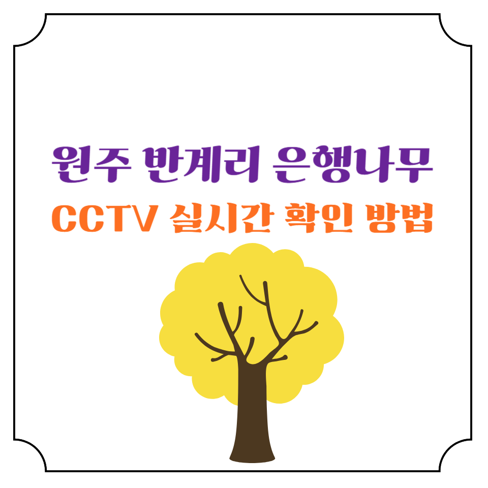 반계리 은행나무 cctv 확인하는법